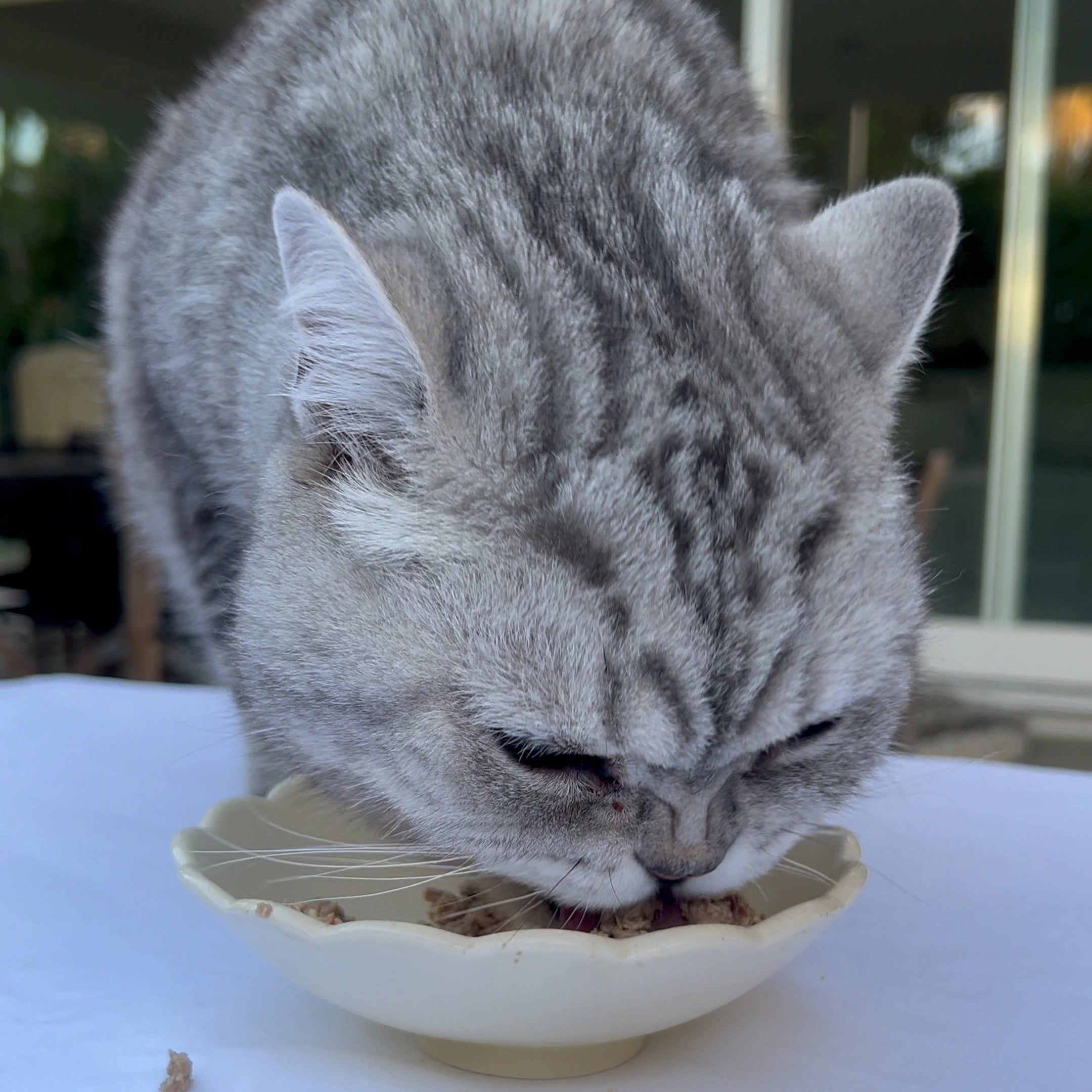 Grey british shorthair cat, louis, eating Louis Pet Co fresh cat food from a cream bowl outdoors.