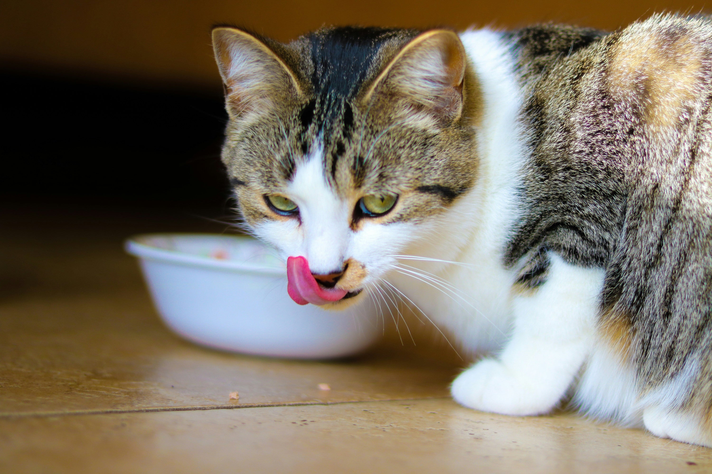 Easy Homemade Cat Food Recipes — Australia Edition