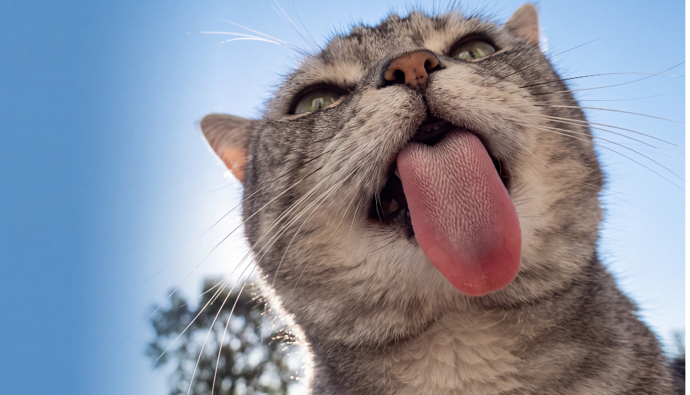 Benefits of choosing premium cat food