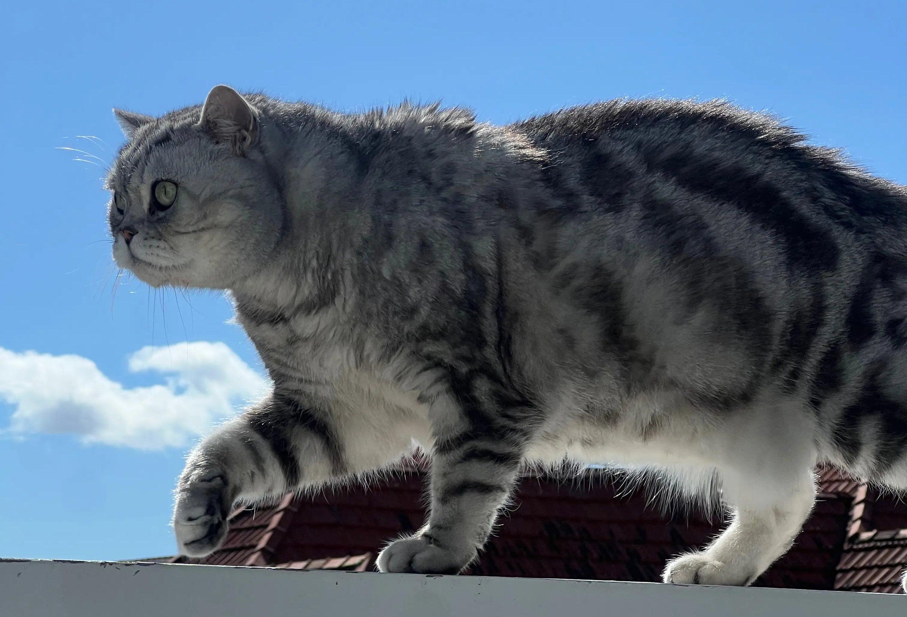 7 Common Australian Cat Myths Debunked