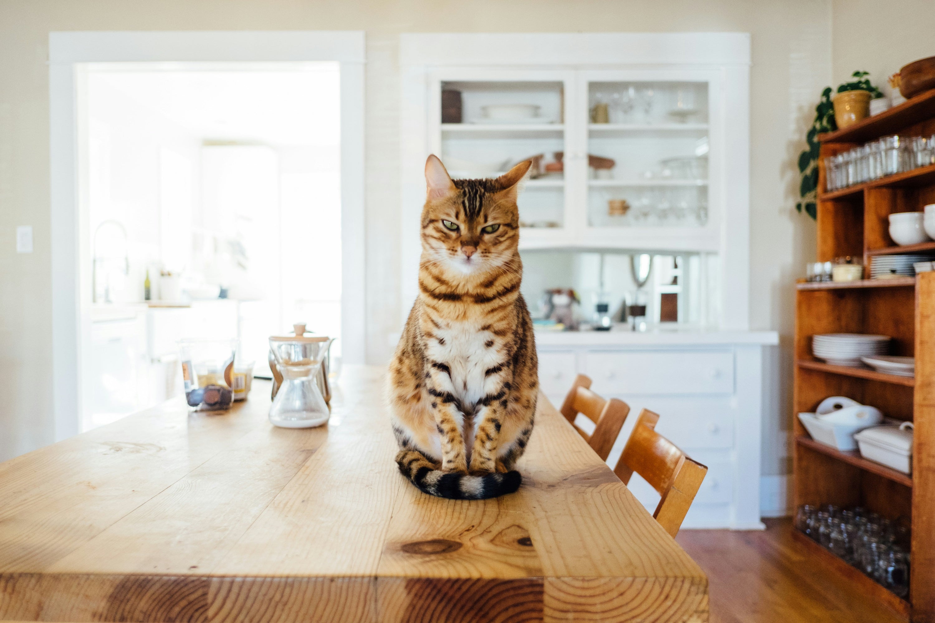 Fresh cat food delivery Australia – Louis Pet Co hero image