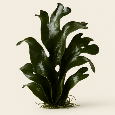 Kelp