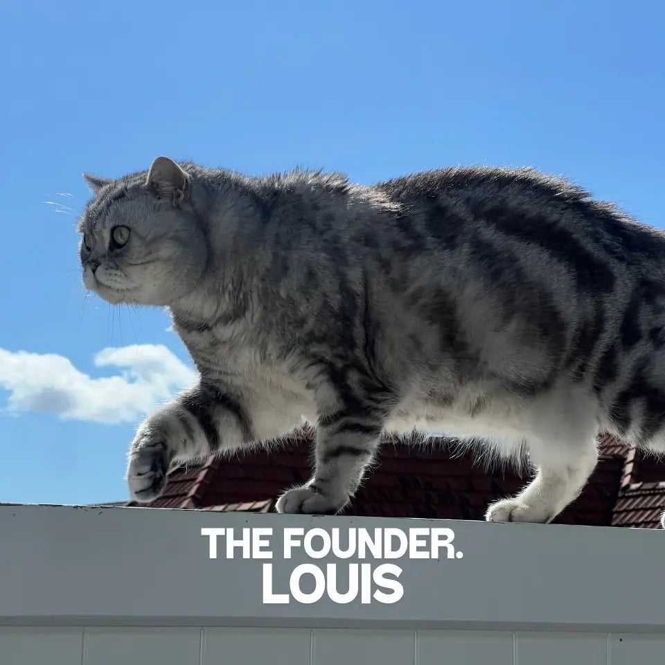 Louis the cat, founder of Louis Pet Co, walking on a rooftop under a blue sky.