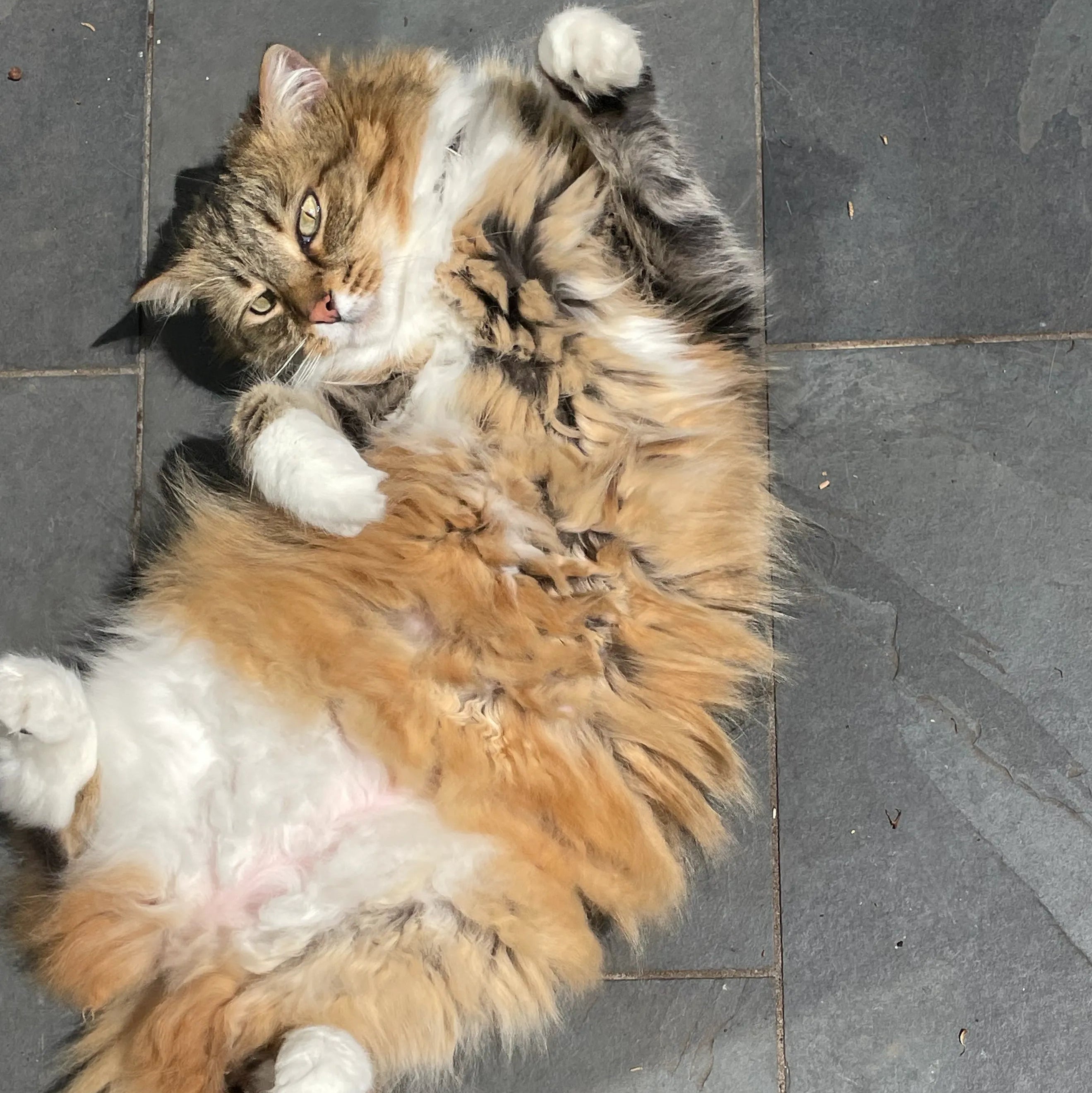Long-haired cat lying on its back after eating fresh louis cat food