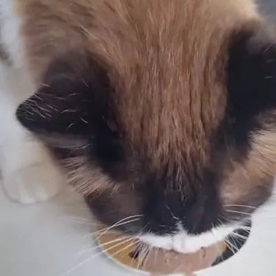 Close-up of a cat eating fresh cat food from a small bowl 