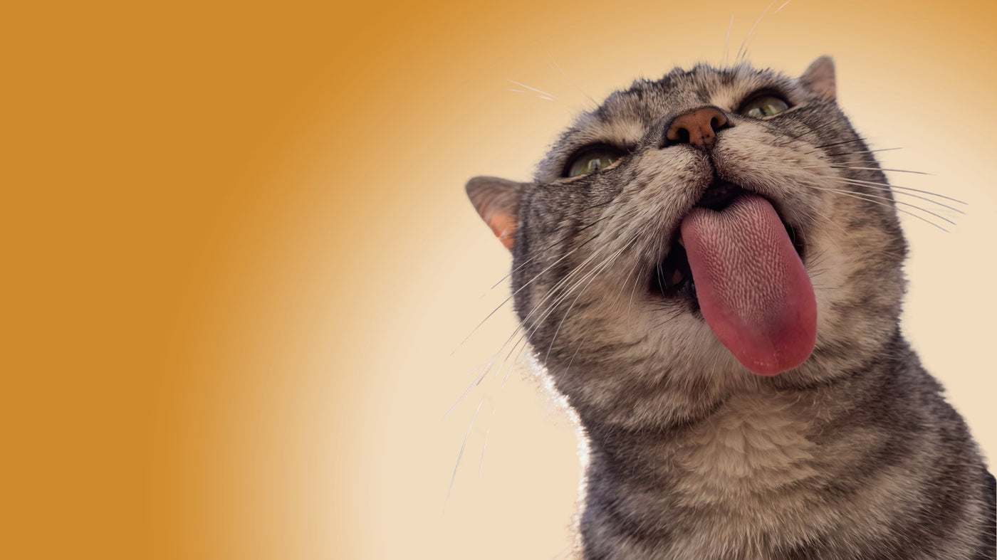 Louis, a grey British shorthair, stretching up with his tongue out for fresh cat food.
