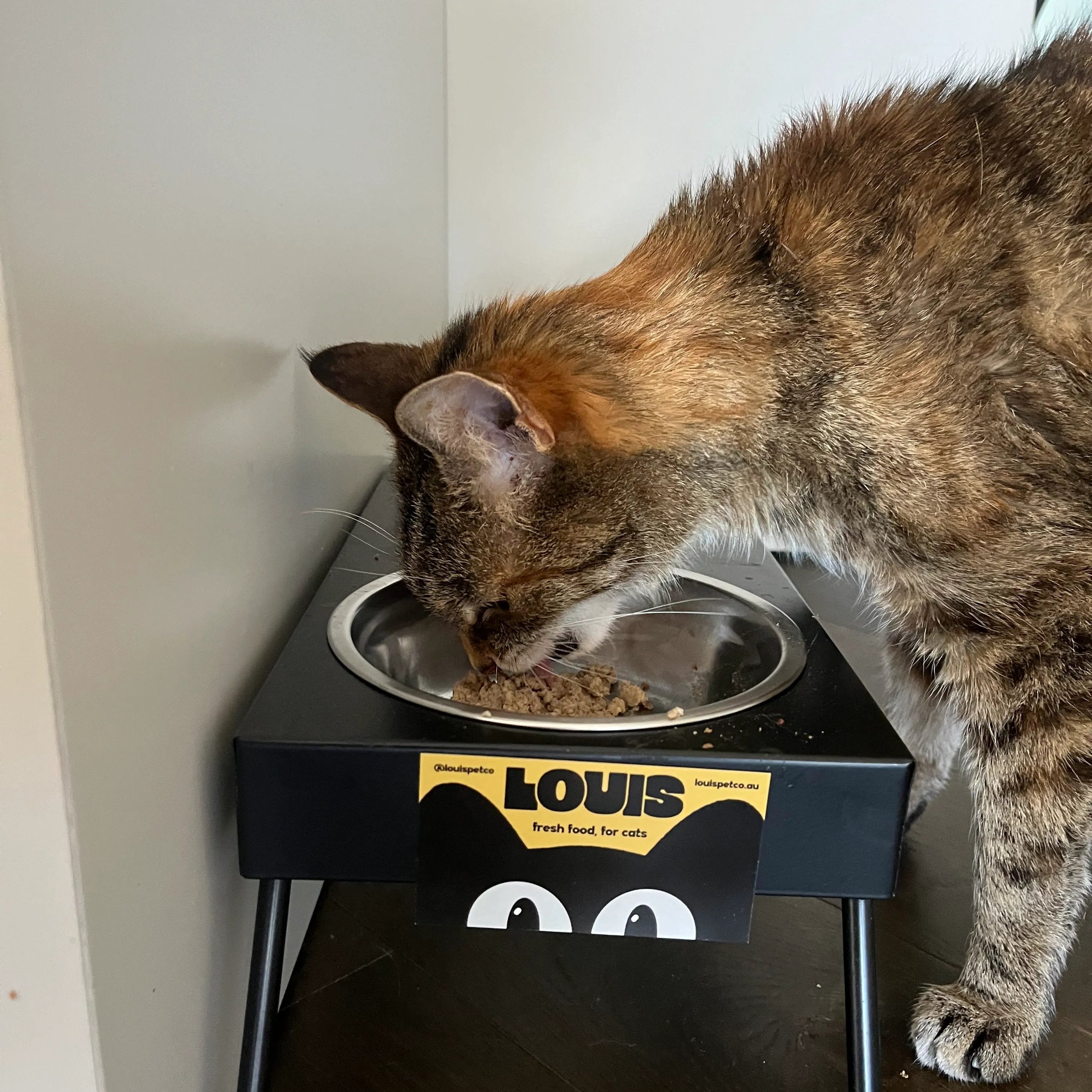 Cat eating from a elevated food bowl with 'LOUIS' branding 